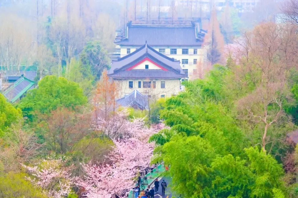 鸡鸣寺的樱花开了-摄影和滤镜